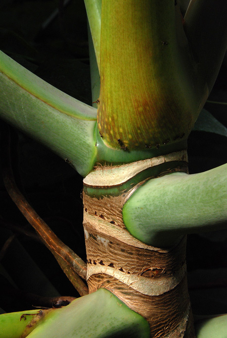 Philodendron megalophyllum