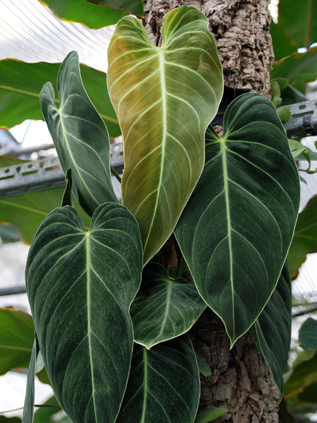 Philodendron melanochrysum