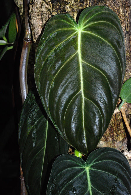 Philodendron melanochrysum