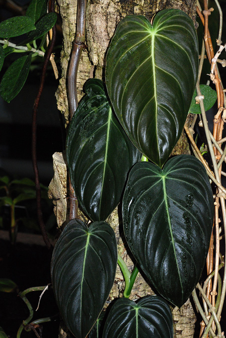 Philodendron melanochrysum