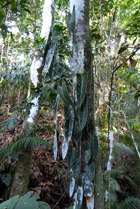 Philodendron melanochrysum