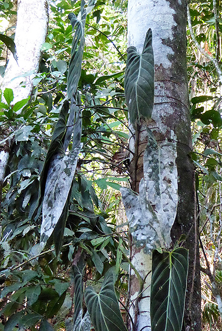 Philodendron melanochrysum