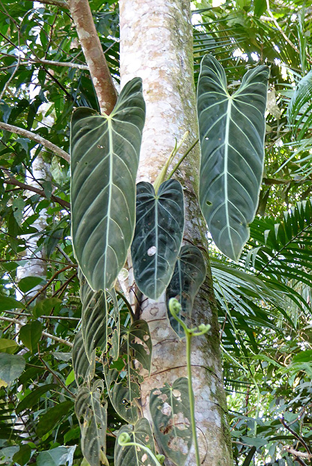 Philodendron melanochrysum