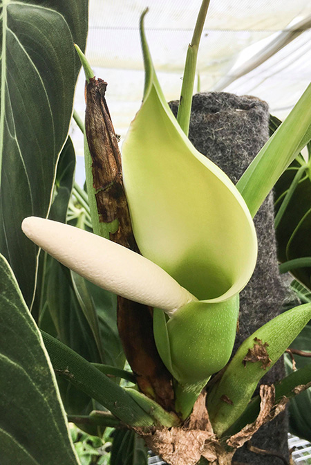 Philodendron melanochrysum