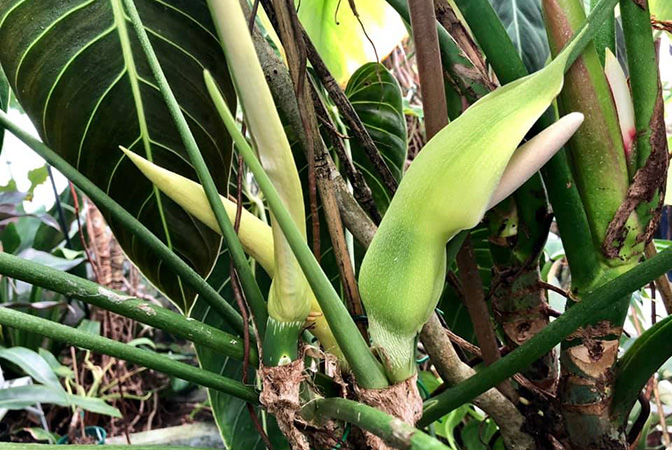 Philodendron melanochrysum