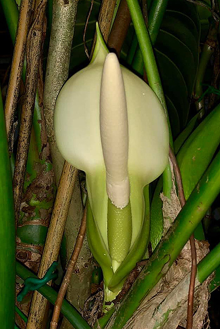 Philodendron melanochrysum