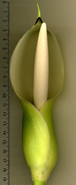 Philodendron melanochrysum