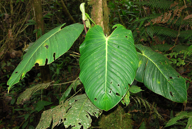 Philodendron melanoneuron