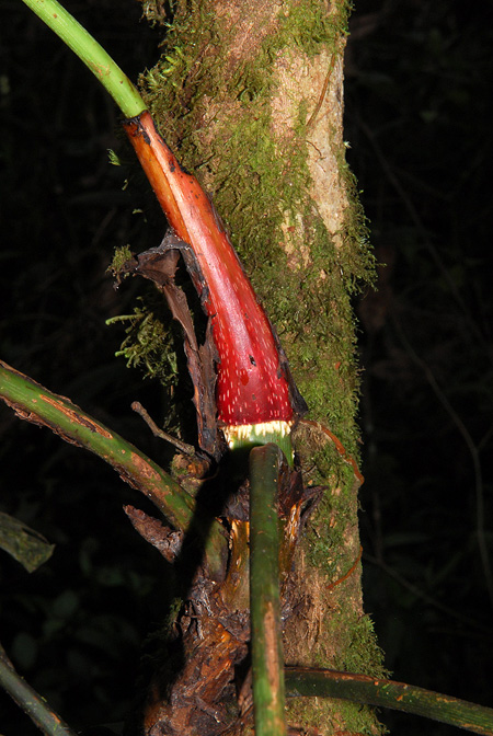 Philodendron melanoneuron