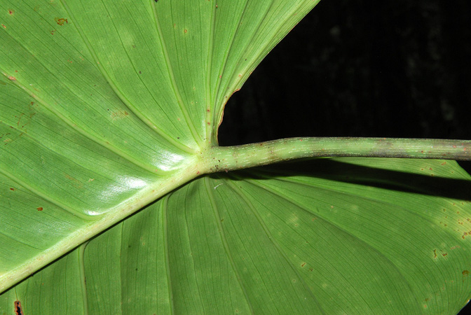 Philodendron melanoneuron