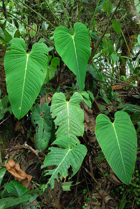 Philodendron melanoneuron