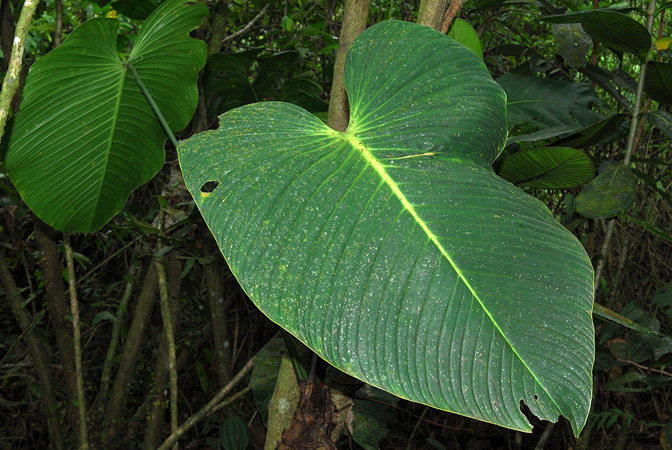 Philodendron melanoneuron