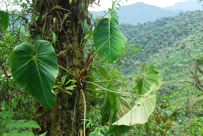 Philodendron melanoneuron