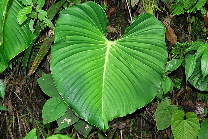 Philodendron melanoneuron