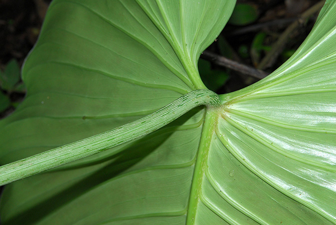 Philodendron melanoneuron