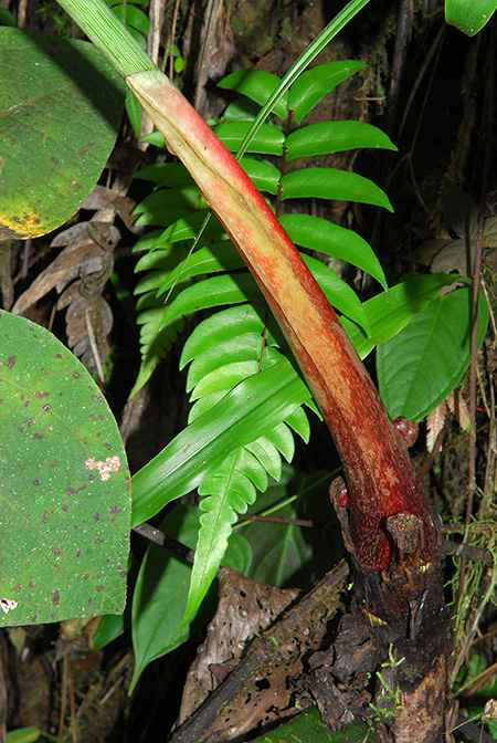 Philodendron melanoneuron