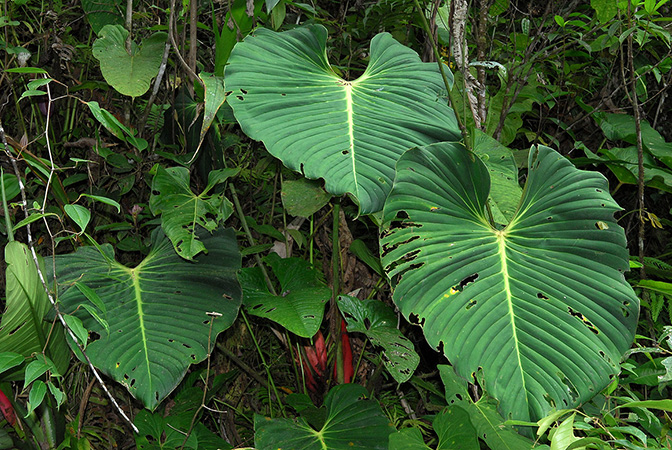 Philodendron melanoneuron