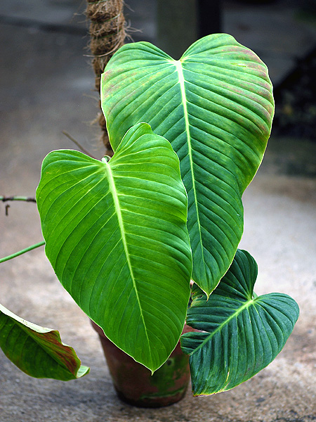Philodendron melanoneuron