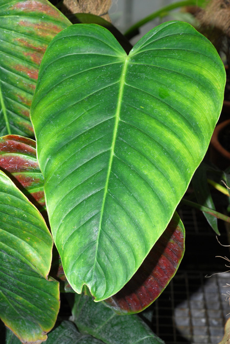 Philodendron melanoneuron