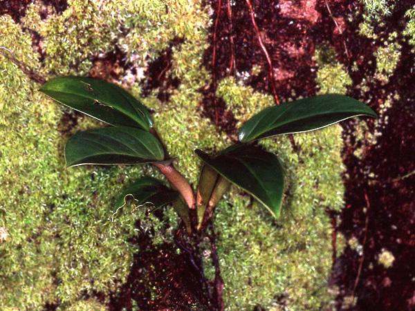 Philodendron melinonii