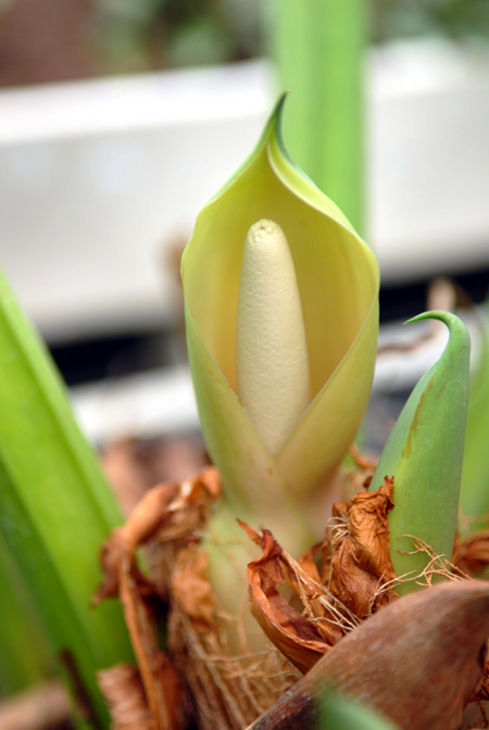 Philodendron melinonii