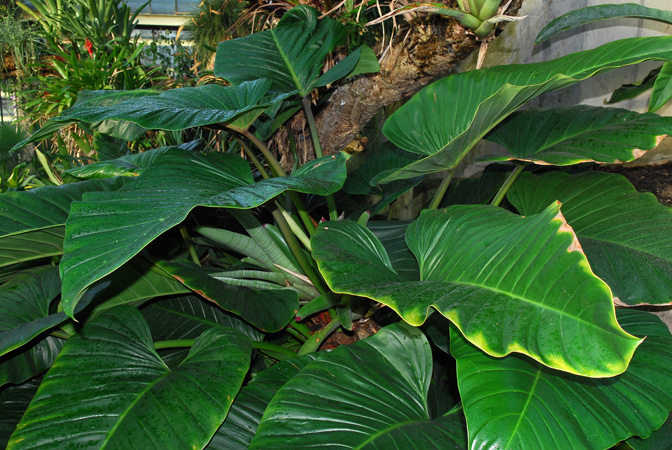 Philodendron melinonii