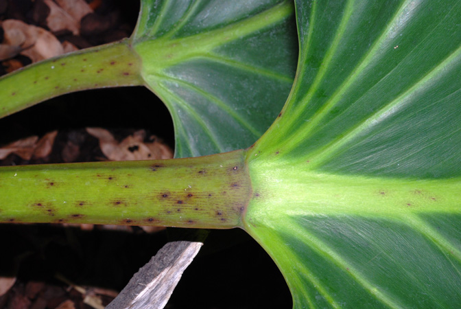 Philodendron melinonii