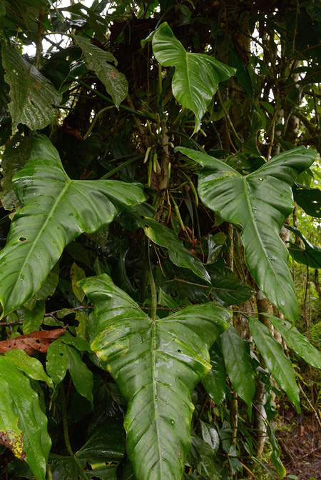Philodendron menkei