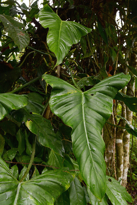Philodendron menkei