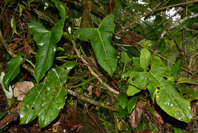 Philodendron menkei