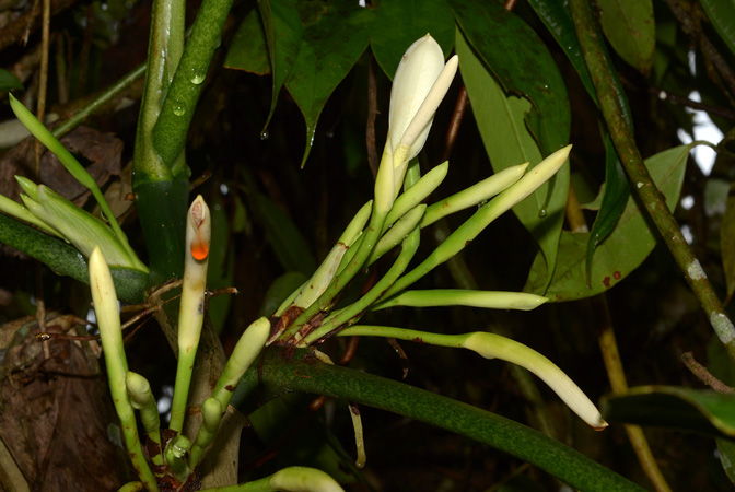Philodendron menkei