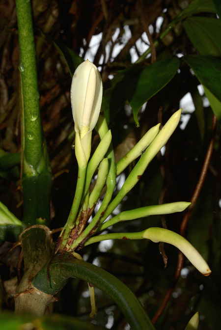 Philodendron menkei