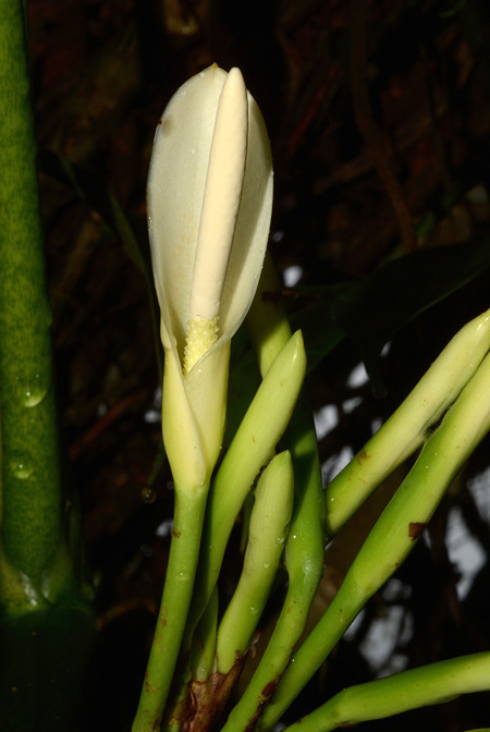 Philodendron menkei