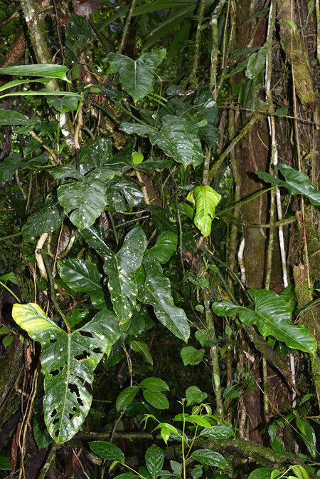Philodendron menkei