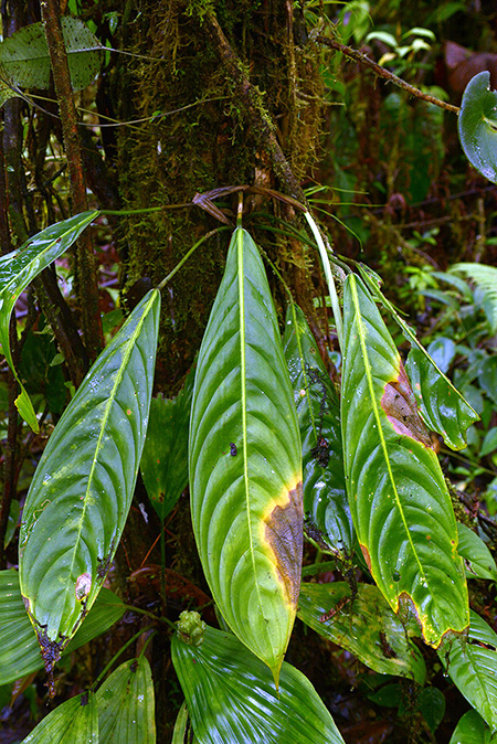 Philodendron mentiens