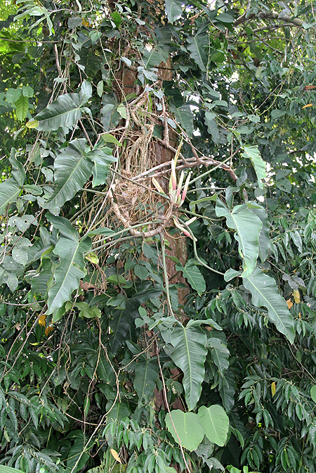 Philodendron mexicanum
