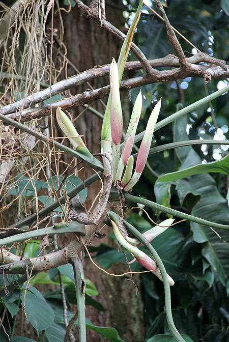 Philodendron mexicanum