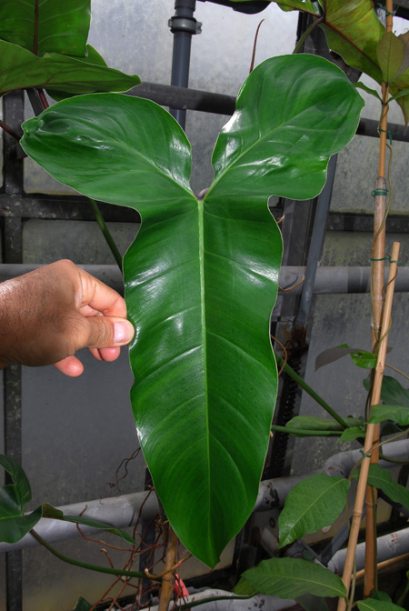Philodendron mexicanum