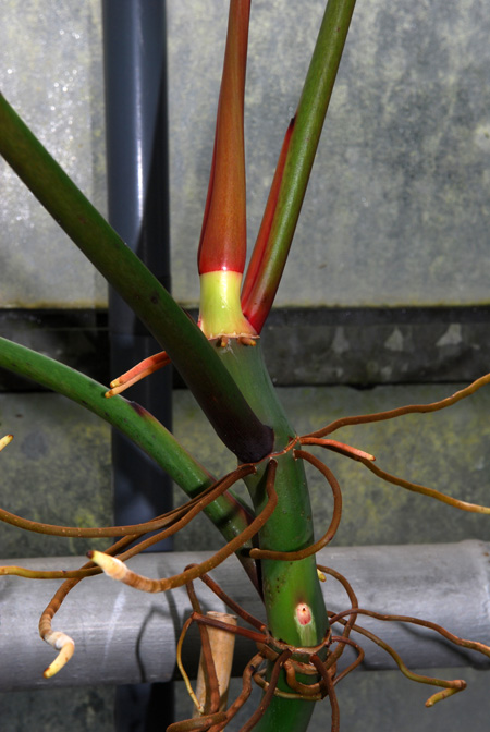 Philodendron mexicanum