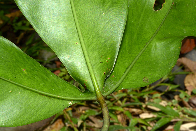 Philodendron micranthum