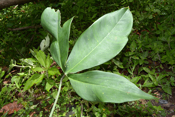Philodendron micranthum