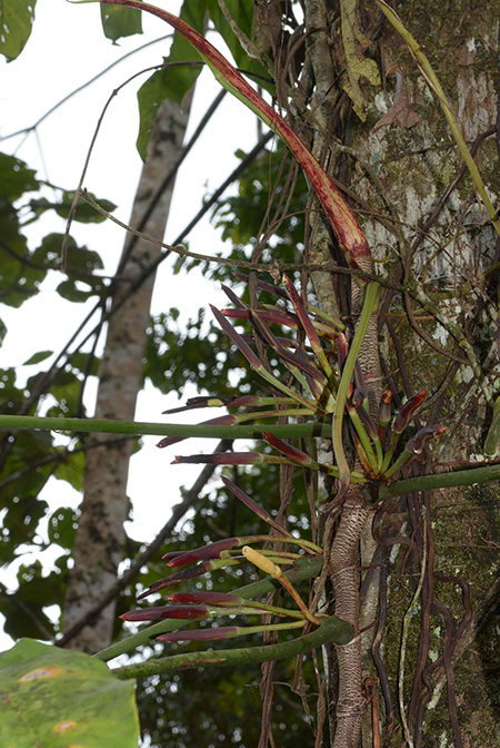 Philodendron micranthum