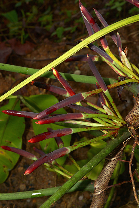 Philodendron micranthum
