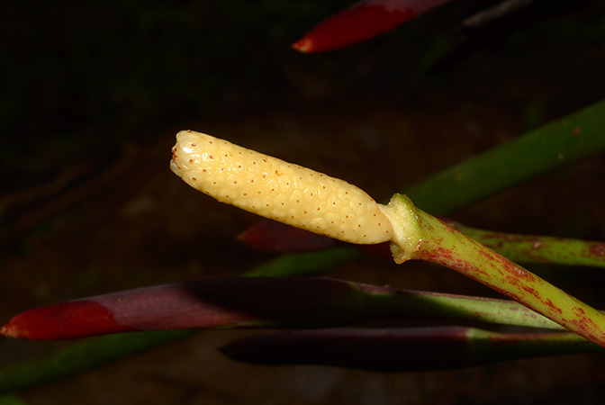 Philodendron micranthum