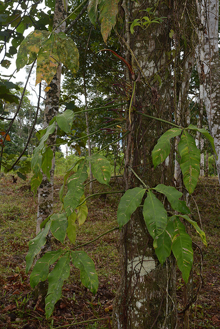 Philodendron micranthum