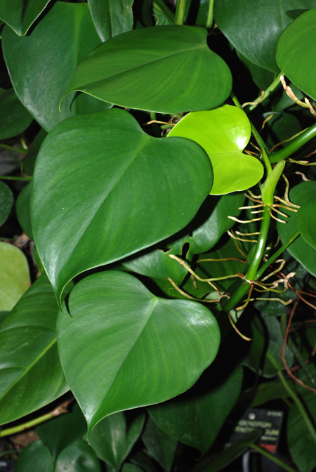 Philodendron microstictum