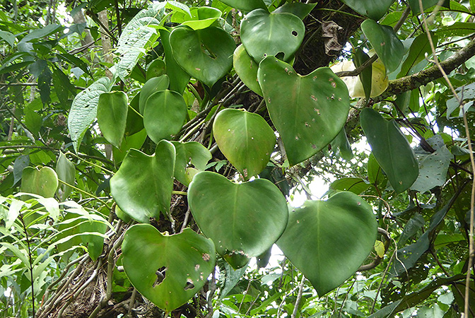 Philodendron microstictum