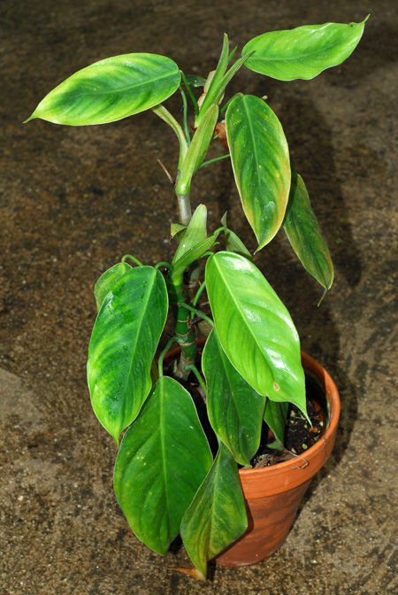 Philodendron moonenii