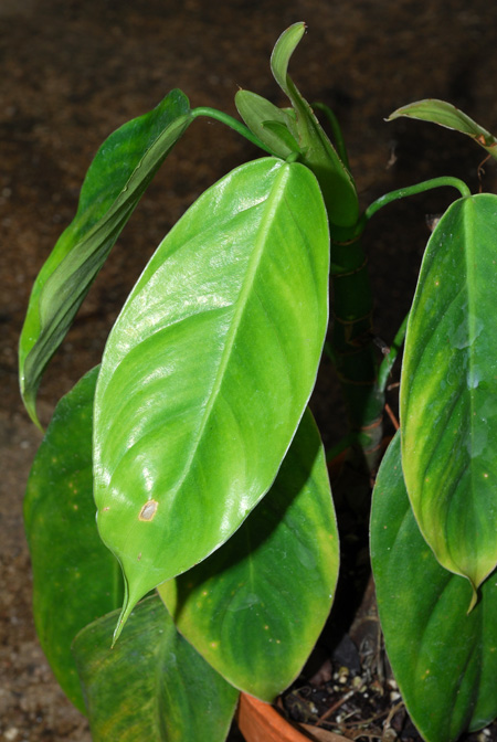 Philodendron moonenii