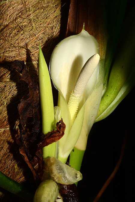 Philodendron moonenii
